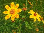 mascal_flower_2.jpg